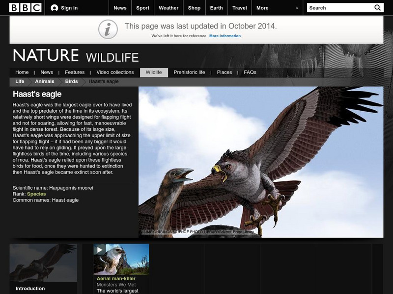 Bbc: Nature Wildfacts: Haast's Eagle Handout Bbc: Nature Wildfacts: Haast's Eagle Handout