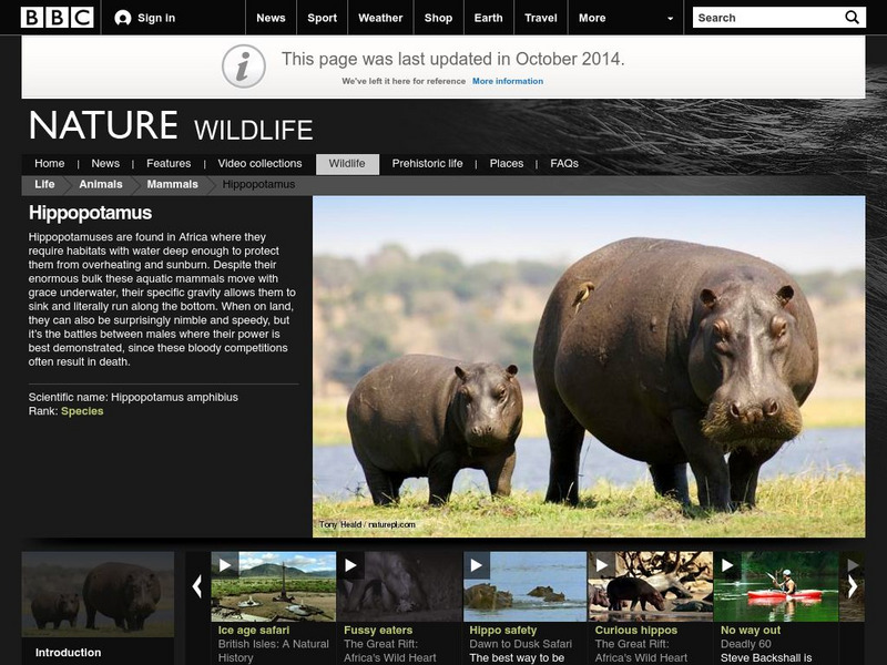 Bbc: Nature Wildfacts: Hippopotamus Handout Bbc: Nature Wildfacts: Hippopotamus Handout