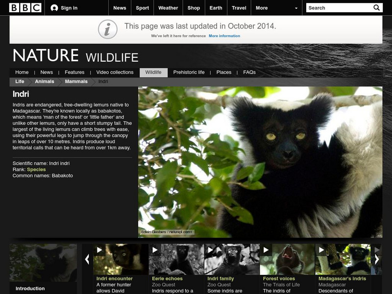 Bbc: Nature Wildfacts: Indri Handout Bbc: Nature Wildfacts: Indri Handout