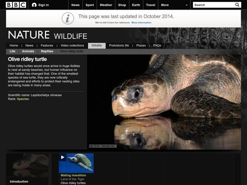 Bbc: Nature Wildfacts: Olive Ridley Turtle Handout Bbc: Nature Wildfacts: Olive Ridley Turtle Handout