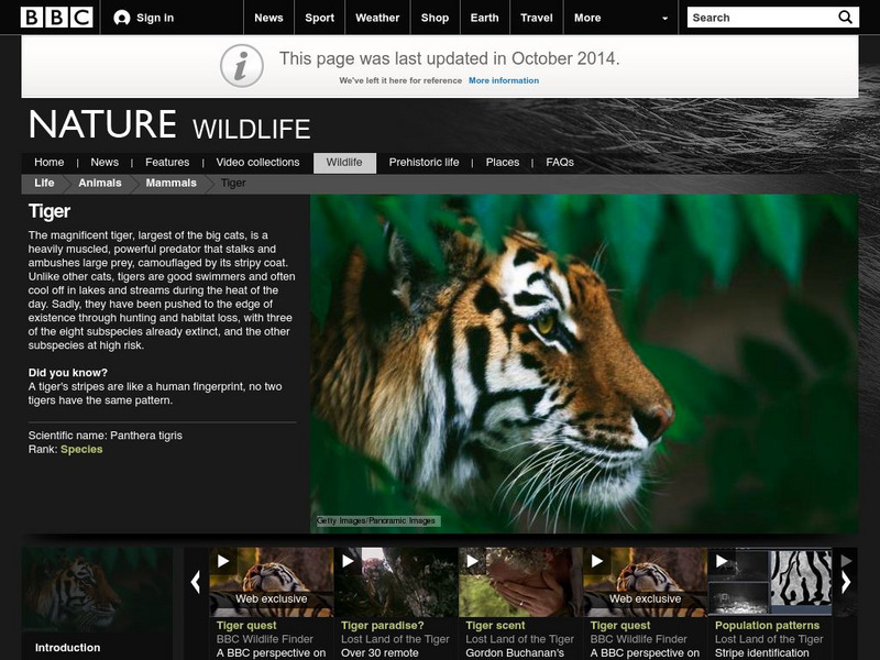Bbc: Nature Wildfacts: Tiger (Panthera Tigris) Handout Bbc: Nature Wildfacts: Tiger (Panthera Tigris) Handout