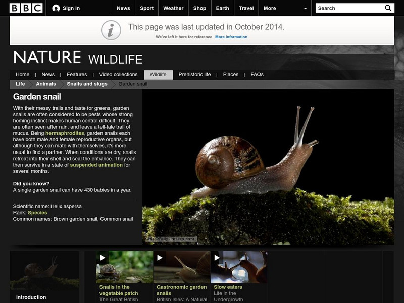 Bbc: Nature Wildfacts: Common Snail, Garden Snail Handout Bbc: Nature Wildfacts: Common Snail, Garden Snail Handout