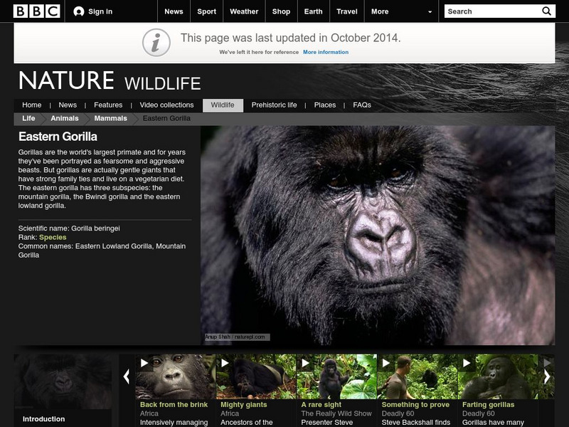 Bbc: Nature Wildfacts: Eastern Gorilla Handout Bbc: Nature Wildfacts: Eastern Gorilla Handout