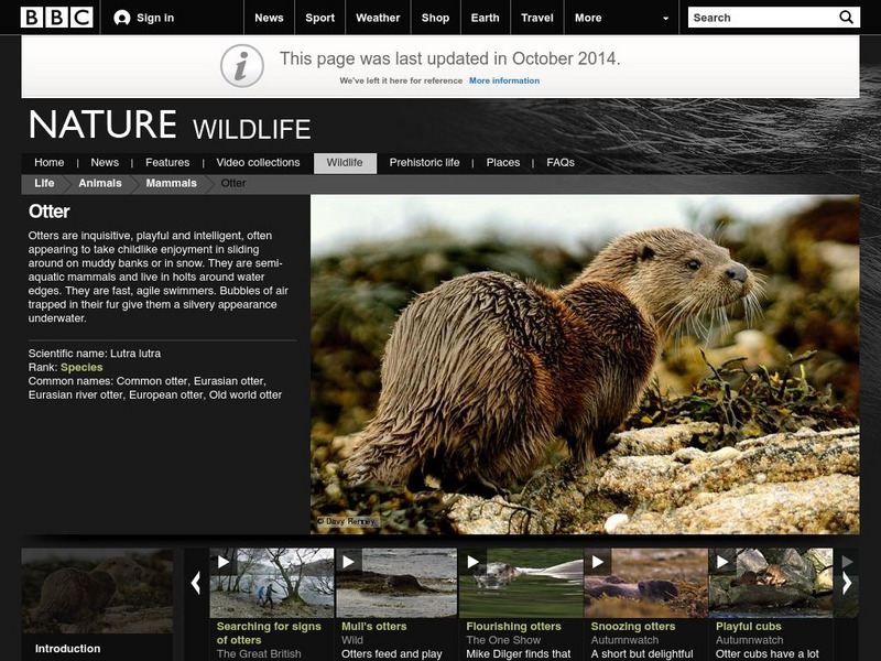 Bbc: Nature Wildfacts: Eurasian River Otter Handout Bbc: Nature Wildfacts: Eurasian River Otter Handout