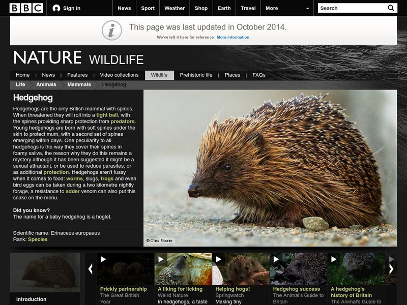 Bbc: Nature Wildfacts: European Hedgehog Handout