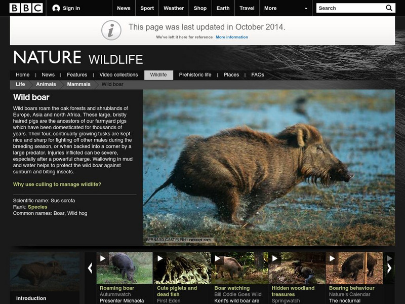 Bbc: Nature Wildfacts: Wild Boar Handout Bbc: Nature Wildfacts: Wild Boar Handout