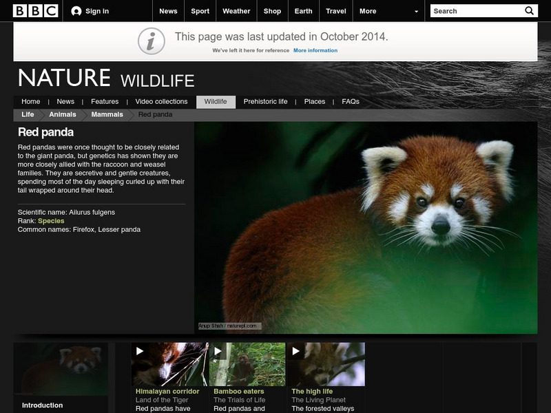 Bbc: Nature Wildfacts: Red Panda, Lesser Panda Handout Bbc: Nature Wildfacts: Red Panda, Lesser Panda Handout