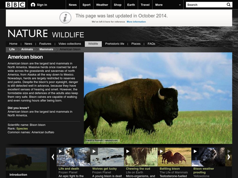 Bbc: Nature Wildfacts: American Bison Handout Bbc: Nature Wildfacts: American Bison Handout