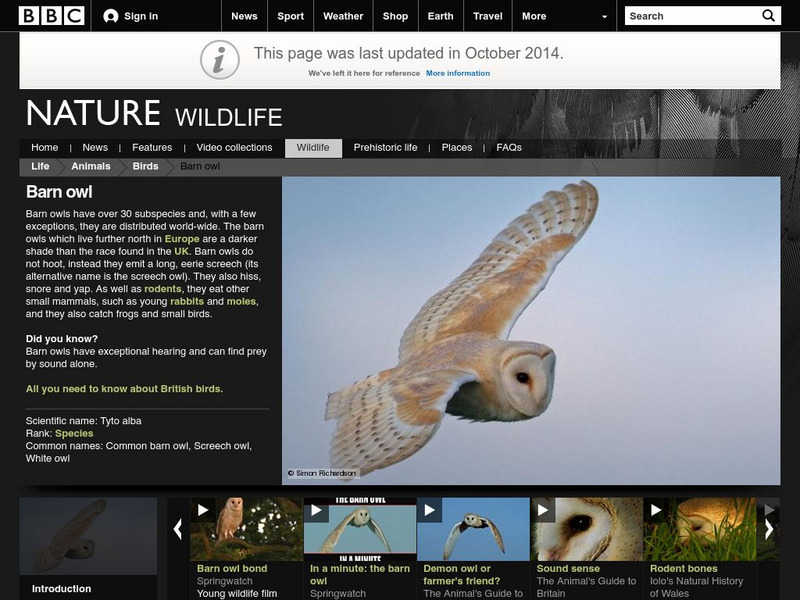 Bbc: Nature Wildfacts: Barn Owl Activity Bbc: Nature Wildfacts: Barn Owl Activity