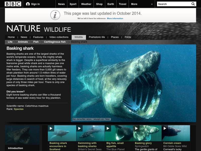 Bbc: Nature Wildfacts: Basking Shark Activity Bbc: Nature Wildfacts: Basking Shark Activity