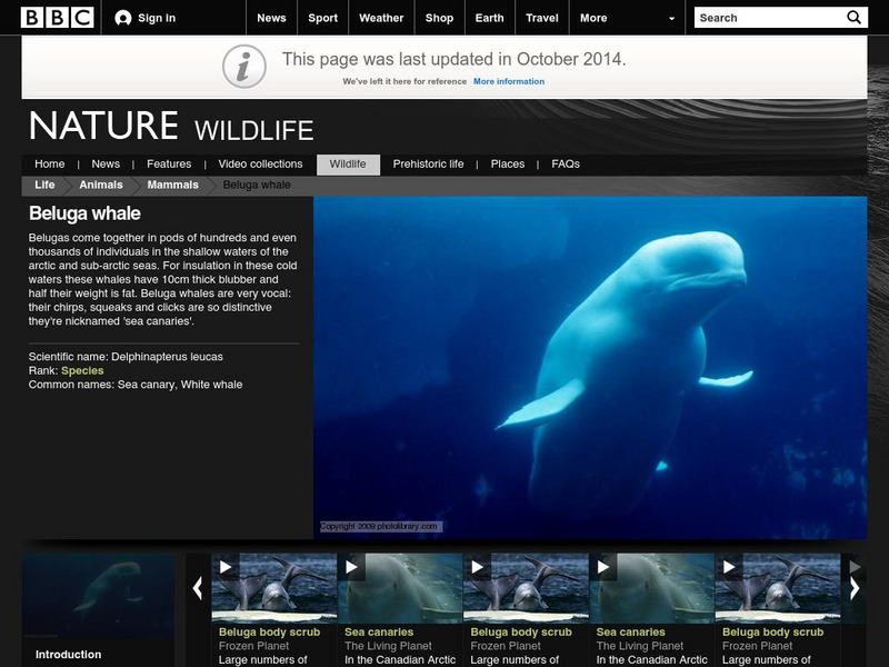 Bbc: Nature Wildfacts: Beluga, White Whale Handout Bbc: Nature Wildfacts: Beluga, White Whale Handout