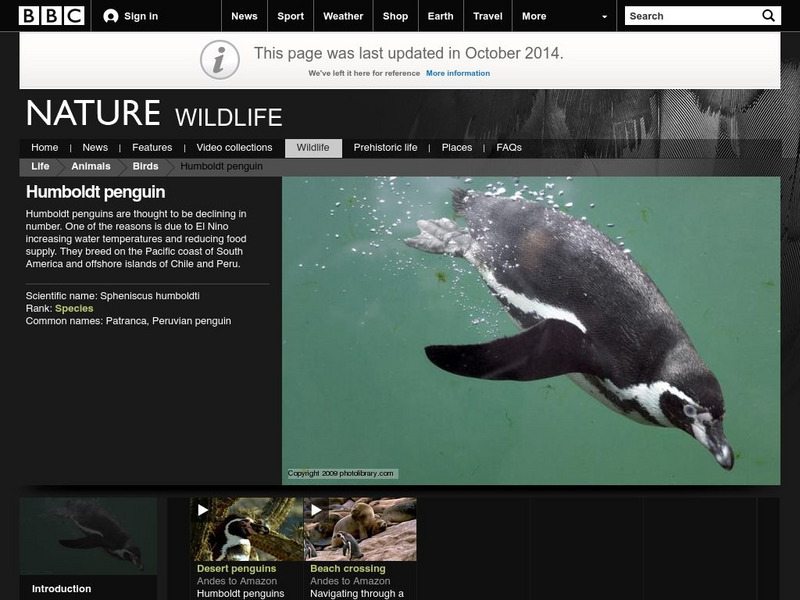 Bbc: Nature Wildfacts: Humboldt Penguin Activity Bbc: Nature Wildfacts: Humboldt Penguin Activity