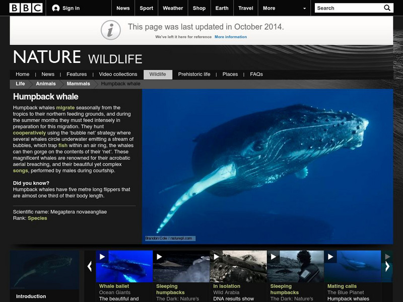 Bbc: Nature Wildfacts: Humpback Whale Handout Bbc: Nature Wildfacts: Humpback Whale Handout