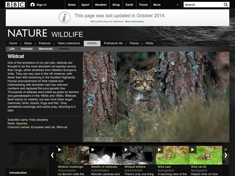 Bbc: Nature Wildfacts: Wildcat Handout Bbc: Nature Wildfacts: Wildcat Handout