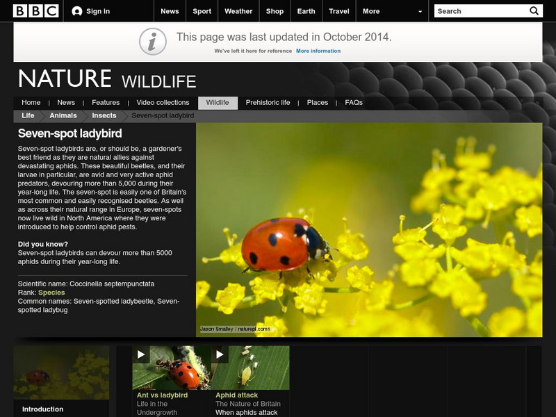 Bbc: Nature Wildfacts: Seven Spot Ladybird Handout