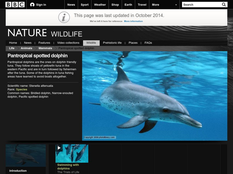 Bbc: Nature Wildfacts: Pantropical Spotted Dolphin Handout Bbc: Nature Wildfacts: Pantropical Spotted Dolphin Handout