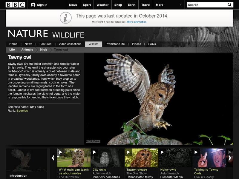 Bbc: Nature Wildfacts: Tawny Owl Activity Bbc: Nature Wildfacts: Tawny Owl Activity