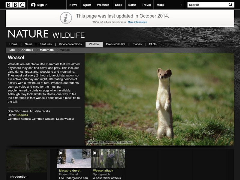 Bbc: Nature Wildfacts: Weasel Handout Bbc: Nature Wildfacts: Weasel Handout