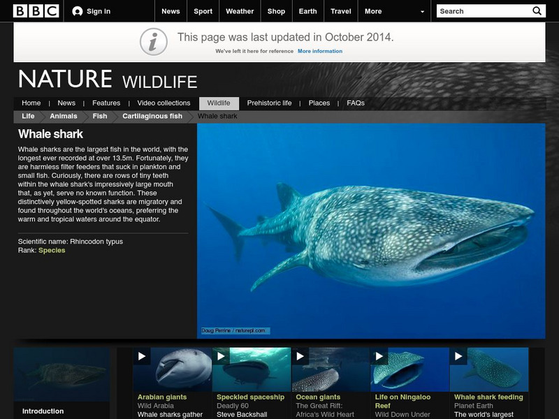 Bbc: Nature Wildfacts: Whale Shark Graphic Bbc: Nature Wildfacts: Whale Shark Graphic