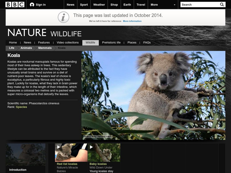 Bbc: Nature Wildfacts: Koala Activity Bbc: Nature Wildfacts: Koala Activity