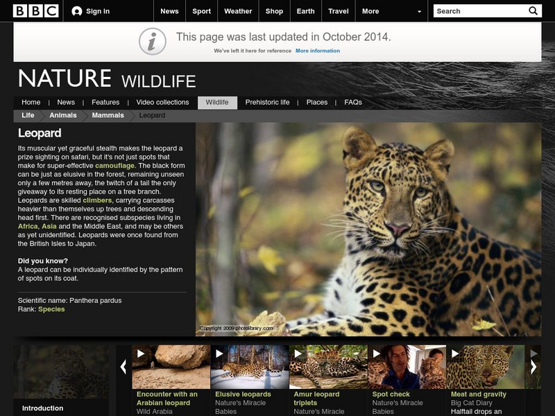 Bbc: Nature Wildfacts: Leopard Handout Bbc: Nature Wildfacts: Leopard Handout