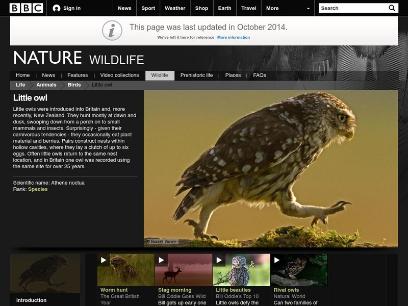 Bbc: Nature Wildfacts: Little Owl Activity Bbc: Nature Wildfacts: Little Owl Activity