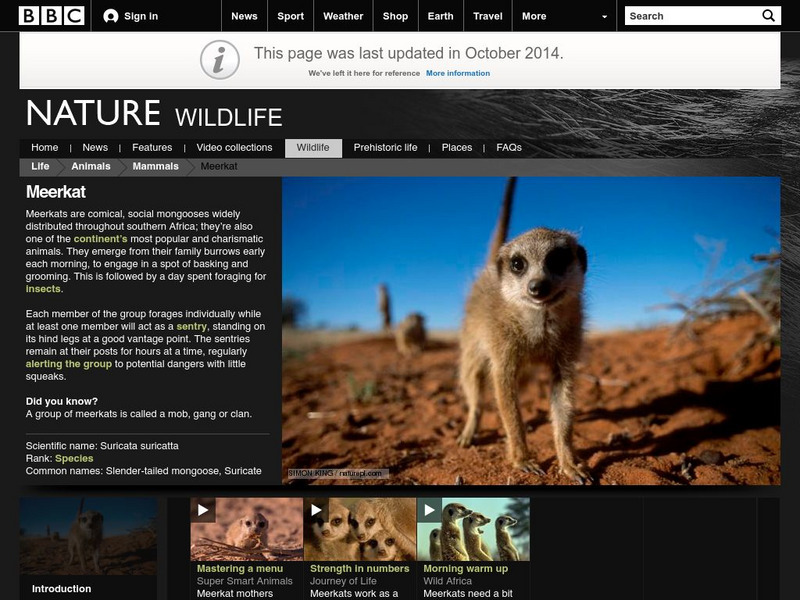 Bbc: Nature Wildfacts: Meerkat Handout Bbc: Nature Wildfacts: Meerkat Handout