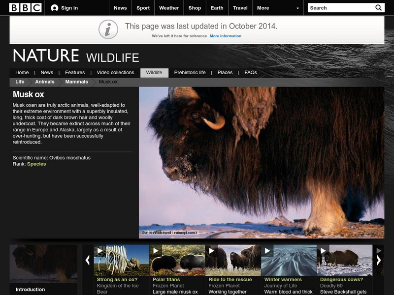 Bbc: Nature Wildfacts: Musk Oxen Handout Bbc: Nature Wildfacts: Musk Oxen Handout