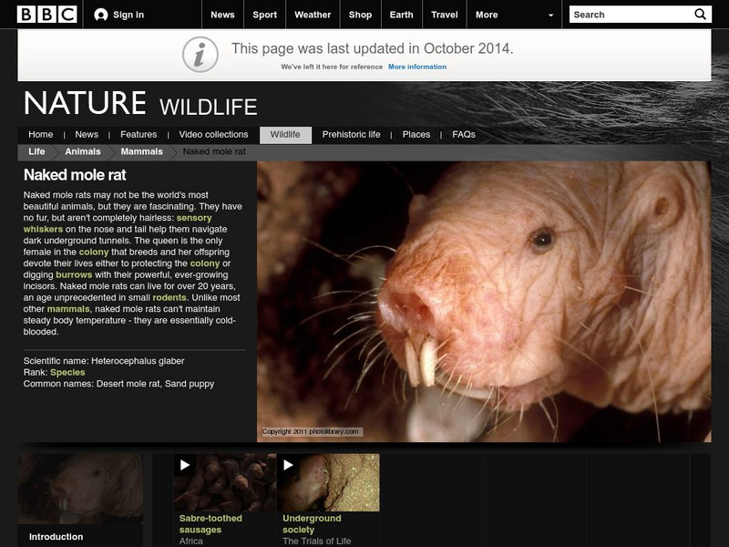 Bbc: Nature Wildfacts: Naked Mole Rat Handout Bbc: Nature Wildfacts: Naked Mole Rat Handout