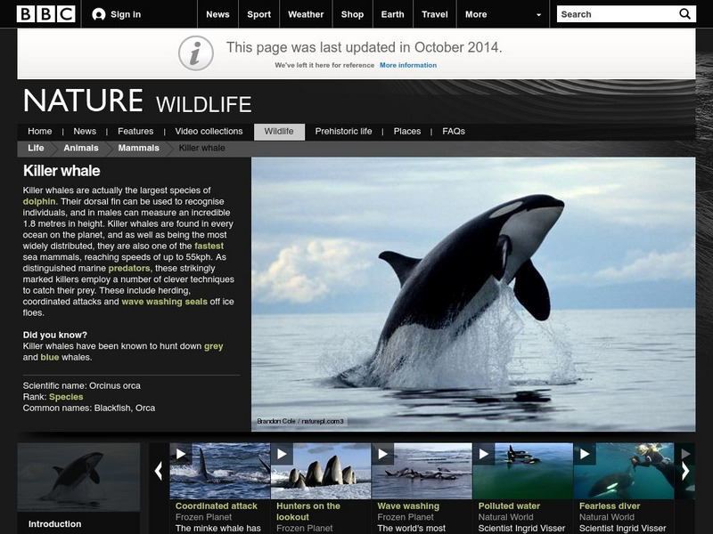 Bbc: Nature Wildfacts: Killer Whales Handout Bbc: Nature Wildfacts: Killer Whales Handout