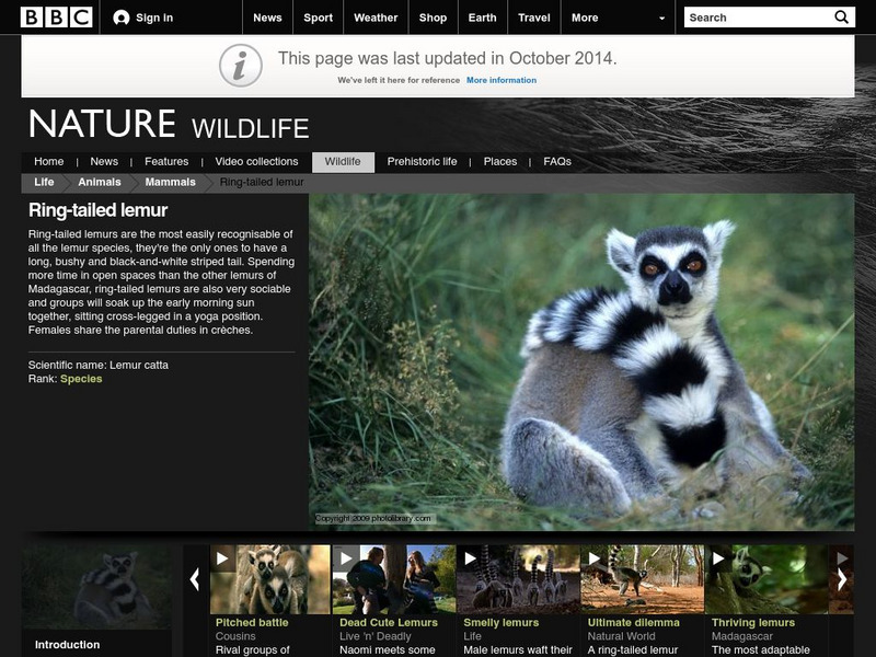 Bbc: Nature Wildfacts: Ring Tailed Lemur Handout Bbc: Nature Wildfacts: Ring Tailed Lemur Handout