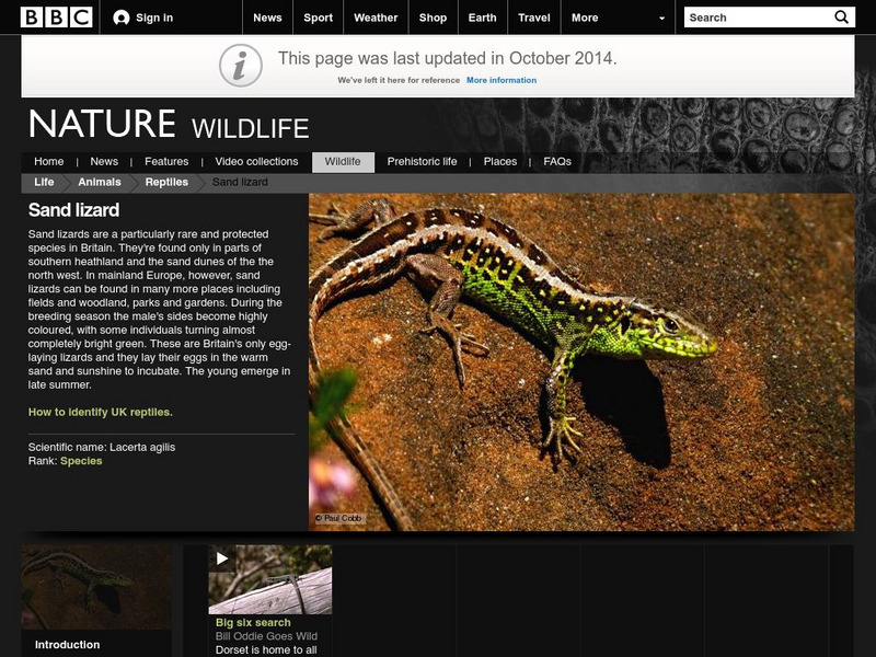 Bbc: Nature Wildfacts: Sand Lizard Handout Bbc: Nature Wildfacts: Sand Lizard Handout