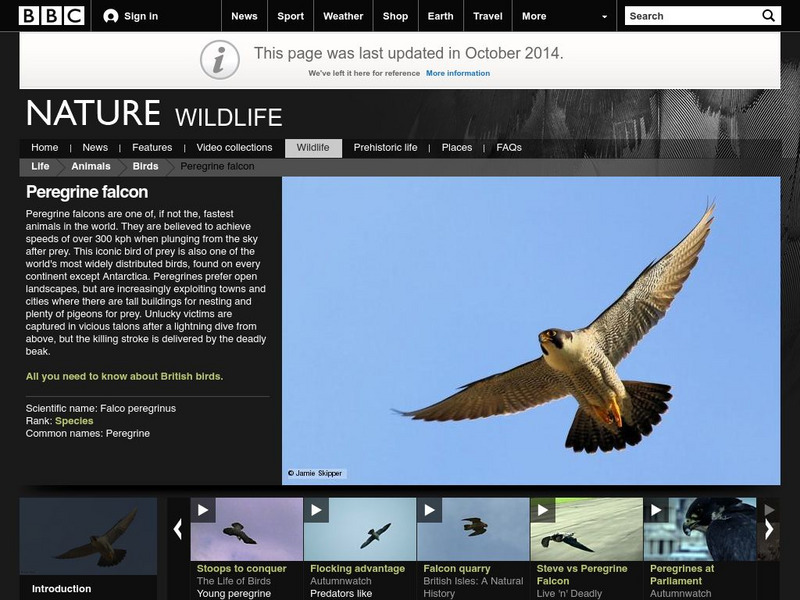Bbc: Nature Wildfacts: Peregrine Falcon Activity Bbc: Nature Wildfacts: Peregrine Falcon Activity
