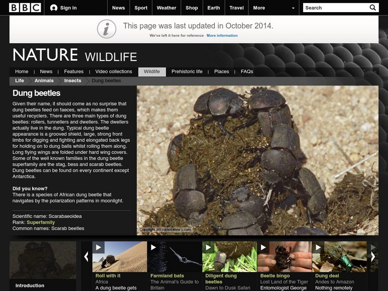 Bbc: Nature Wildfacts: Dung Beetle Website Bbc: Nature Wildfacts: Dung Beetle Website