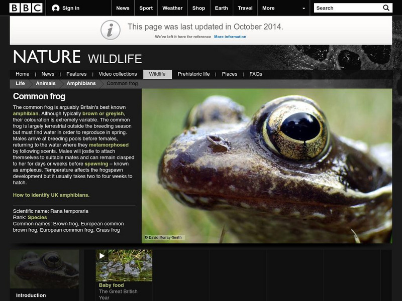 Bbc: Nature: Wildlife: Common Frog Handout Bbc: Nature: Wildlife: Common Frog Handout