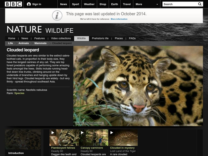 Bbc: Nature Wildfacts: Clouded Leopard Handout Bbc: Nature Wildfacts: Clouded Leopard Handout