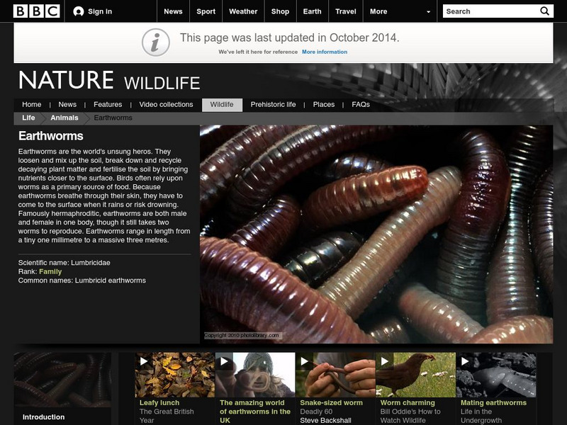 Bbc: Nature Wildfacts: Common Earthworm Graphic Bbc: Nature Wildfacts: Common Earthworm Graphic