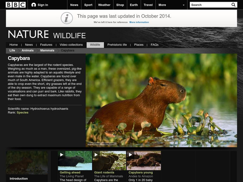 Bbc: Nature Wildfacts: Capybara Handout Bbc: Nature Wildfacts: Capybara Handout