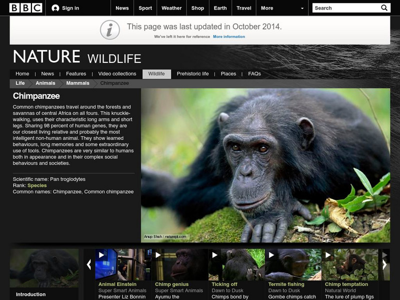 Bbc: Nature Wildfacts: Chimpanzee Handout Bbc: Nature Wildfacts: Chimpanzee Handout