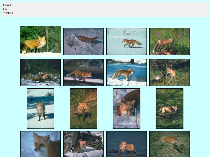 Foxes Graphic Foxes Graphic