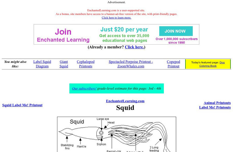 Enchanted Learning: The Squid Handout Enchanted Learning: The Squid Handout
