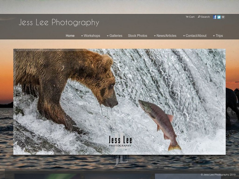 Photos of Polar Bears Graphic Photos of Polar Bears Graphic