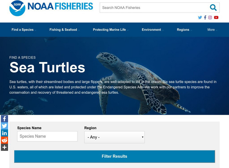 Noaa: Marine Turtles Website Noaa: Marine Turtles Website