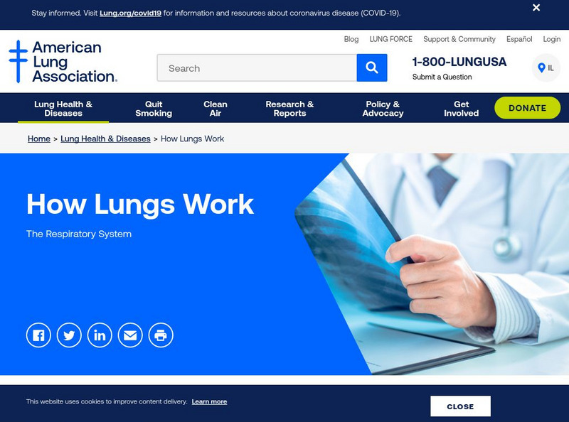 American Lung Association: How Lungs Work Interactive American Lung Association: How Lungs Work Interactive