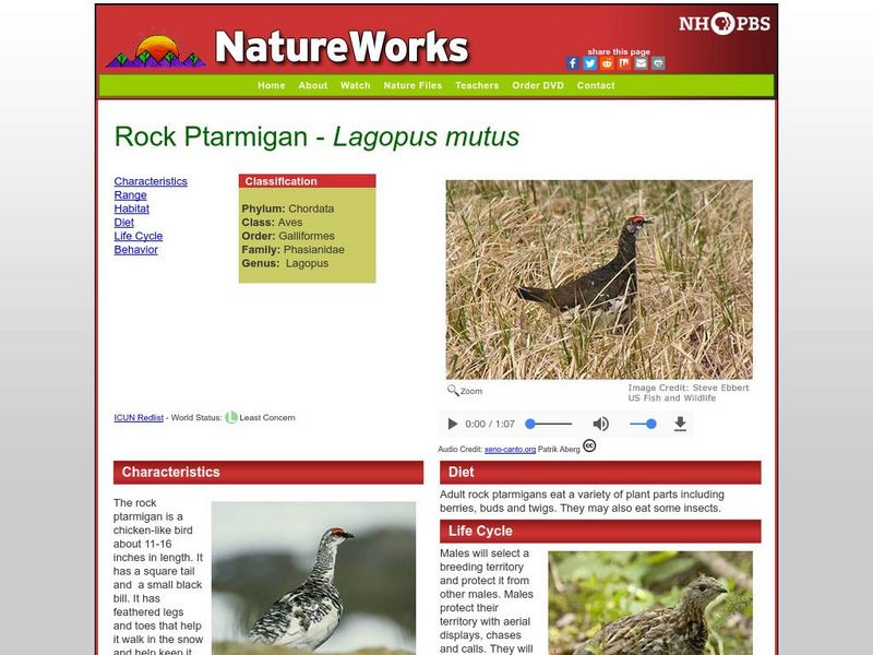 Nh Pbs: Nature Works: Rock Ptarmigan Handout Nh Pbs: Nature Works: Rock Ptarmigan Handout