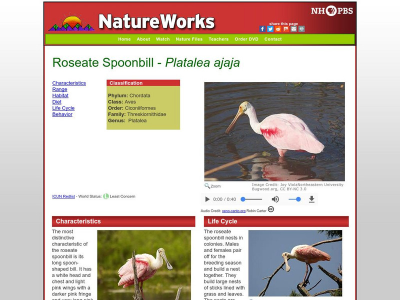Nh Pbs: Nature Works: Roseate Spoonbill Handout