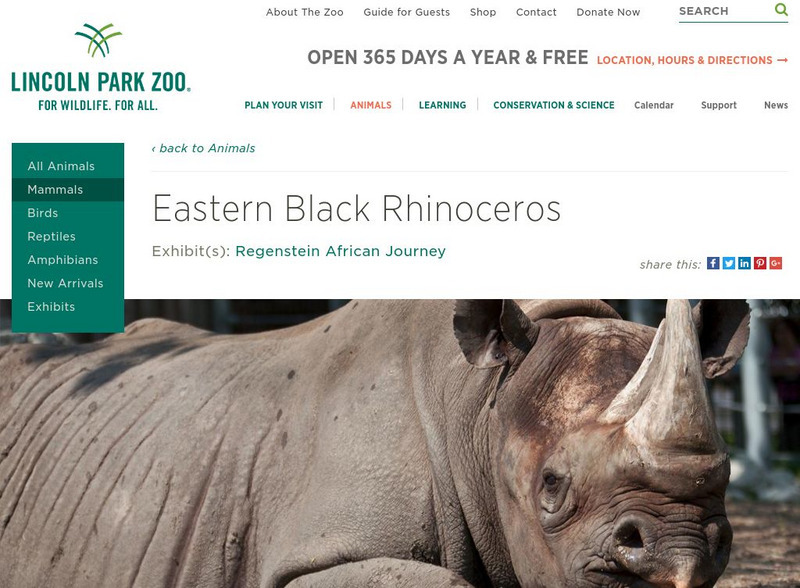 Lincoln Park Zoo: Black Rhinoceros Handout Lincoln Park Zoo: Black Rhinoceros Handout