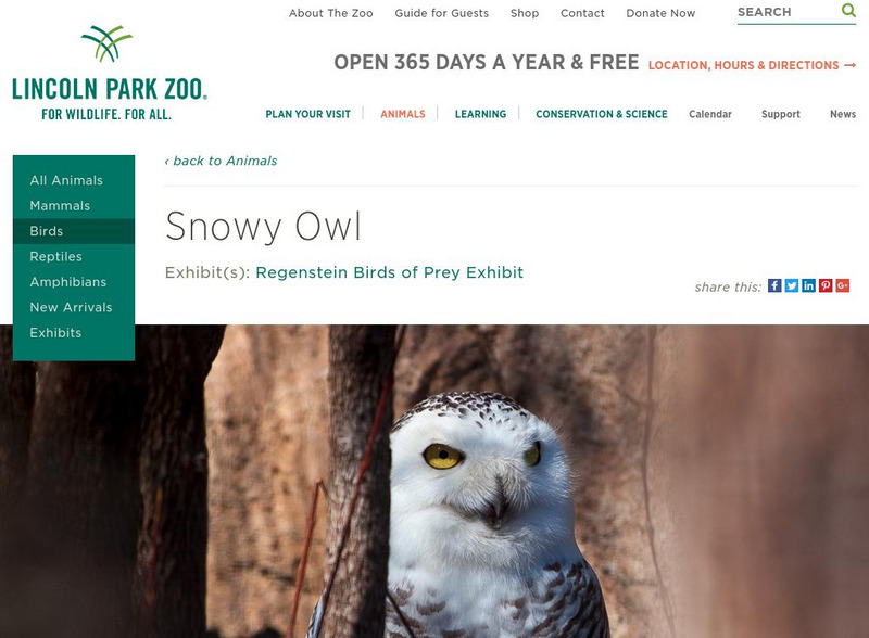 Lincoln Park Zoo: Snowy Owl Handout Lincoln Park Zoo: Snowy Owl Handout