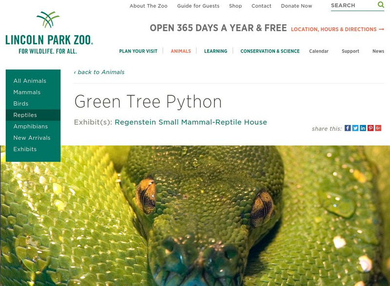 Lincoln Park Zoo: Green Tree Python Handout Lincoln Park Zoo: Green Tree Python Handout