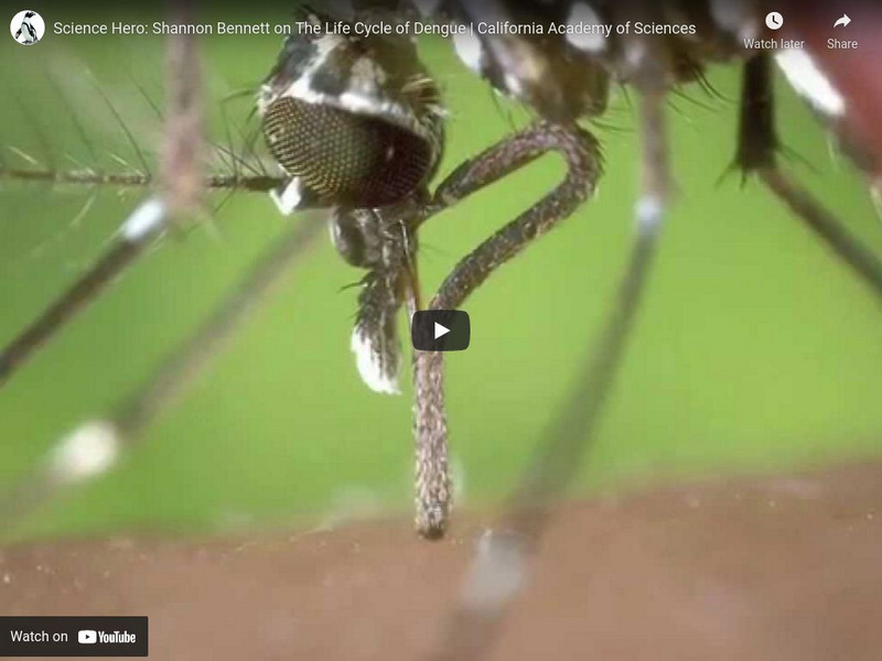 Ca Academy of Sciences: Science Heroes: Shannon Bennett, Life Cycle of Dengue Instructional Video Ca Academy of Sciences: Science Heroes: Shannon Bennett, Life Cycle of Dengue Instructional Video